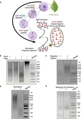 An upgraded method of high-throughput chromosome conformation capture (Hi-C 3.0) in cotton (Gossypium spp.)